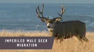 Imperiled Mule Deer Migration Wildlife