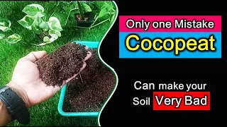 How to use cocopeat for gardening plants