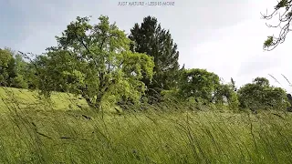 Natural white sound, relaxing nature sounds: wind through grass, birds, crickets and river sounds