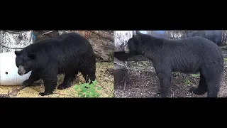 MONSTER BLACK BEARS SHOT | 2018 BEAR HUNTS COMPILATION 4K