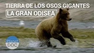 Tierra de los Osos Gigantes. La Gran Odisea | Naturaleza - Planet Doc