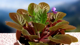 Growing African Violet Timelapse