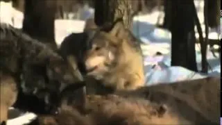 Wolves of Chernobyl