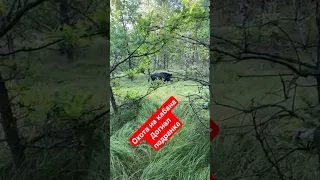 охота на кабана летом, догнал подранка в лесу#охотавроссии #охота #кабан #охотасвышки #природа