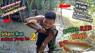 Ya TUHAN!!!jekpot ikan harga puluhan juta‼️arwana golden red asli sungai mahato