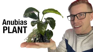 Anubias Plant Care for Beginners