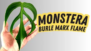 Monstera Burle Marx Flame 💚 1 YEAR LATER | My Experience, Care Guide, Grown in LECA, Updates, How To