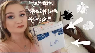 BETTA FISH UNBOXING | KOI IMPORT BETTA FROM INDONESIA! FOR MY SORORITY | ItsAnnaLouise