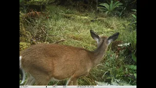 Stewart Island Whitetail deer trail cams 2024   too many Wonkey Donkey's