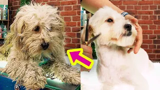 ¡CAMBIO BESTIAL! 🚨 PERRO ABANDONADO va a la PELUQUERÍA por PRIMERA VEZ