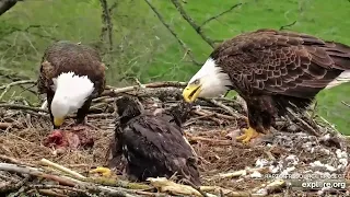 🦅Decorah North🐥🐥Mom helps Dad feed babies DN17 & DN18 before she leaves on her break! May 4 2024