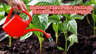 ПЕРВАЯ И ОЧЕНЬ ВАЖНАЯ ПОДКОРМКА ПОСЛЕ ВЫСАДКИ РАССАДЫ В ГРУНТ.ВСЕ РЕЦЕПТЫ НАПИСАНЫ,ПРОСТО СОХРАНИ.