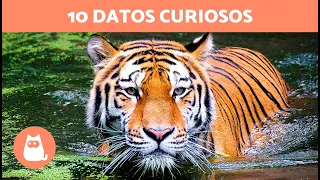 10 CURIOSIDADES sobre el TIGRE que no conocías 🐯