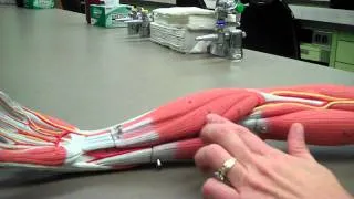 muscles of the anterior forearm.mp4