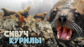 Steller sea lion on the Kuril islands | Film Studio Aves