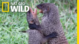 Watch Female Mongooses Fight For Their Kids | Nat Geo Wild