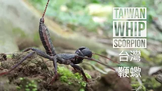 whip scorpion -  acid spraying vinegaroon (taiwan whip scorpion) 台灣鞭蠍
