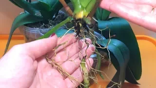 Орхидея фаленопсис реанимация корней. Спасаем орхидею с гнилыми корнями.  Орхидея без корней видео.