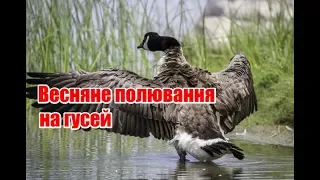 Весняне полювання на гусей