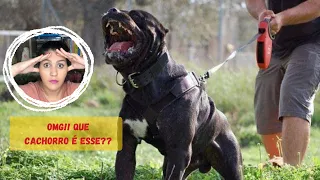 TOP 10 raças de cachorro com a MORDIDA mais POTENTE do mundo