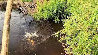 Воды по колено, а рыбы валом! Караси и язи на каждом забросе. Рыбалка на паук-подъёмник