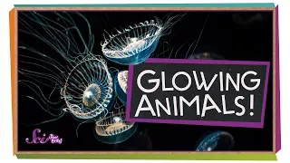 Glowing Ocean Animals!