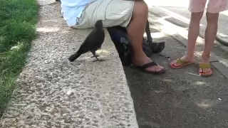 A Very Smart Bird - Thirsty crow comes to humans for help