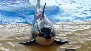 Killer Whales performance at Loro Parque (Tenerife)