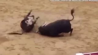 Two bulls die in shocking clash of heads in arena in northern Spain,Два быки умирают!!! 2016