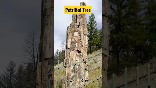 PETRIFIED Tree at Yellowstone 😱 #shorts