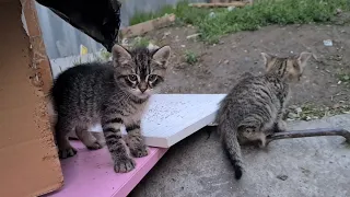 Poor Little Kittens live in harsh conditions with their mother in a small cardboard hut.