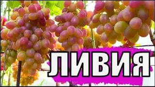 Виноград. Сорт ЛИВИЯ. Полное описание и рекомендации по выращиванию/ Описание сортов винограда