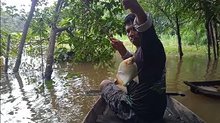 Pescando de Caniço PACU SARDINHA ARACU no Amazonas