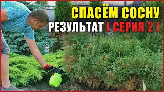 (Часть2) Сосна желтеет, что делать? Фузариоз сосны! Болезни хвойных растений.