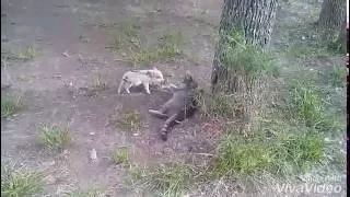 Adorable mini pig meets our cat for the first time!