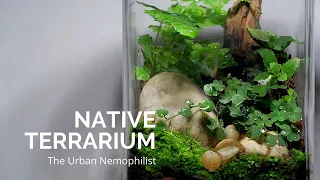 Native terrarium built with garden weed and wild plants