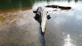 Huge Croc! Far North Queensland Australia