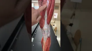 Dr. Biel Anatomy muscles quadriceps group without showing Vastus Intermedius