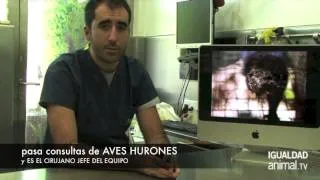 Curriculum Antonio Rodríguez González veterinario. Hospital el Bosque