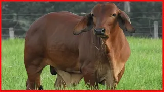 ⭕ RED BRAHMAN BULLS ✅ Hacienda El Manzanillo Colombia 8