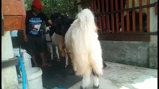 Long Hair Goat crosses etawa goat in rural farm | Etawa Goat Farm in village