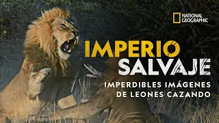Imperio Salvaje: Imperdibles imágenes de leones cazando