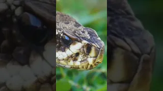 World's Deadliest Snake #snake #shorts #reptiles #deadly