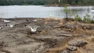 Разборки на скалах. #чайки