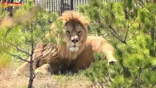 Началась охота за львами. Сезон 2021 объявляется открытым. Тайган. Lions life in Taigan.
