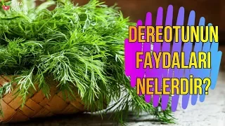 Dereotunun Faydaları Nelerdir?