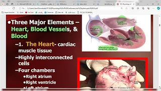 CARDIOLOGY PART 1 PHYSIOLOGY