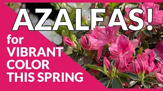 Colorful Spring-blooming Indica Azaleas!