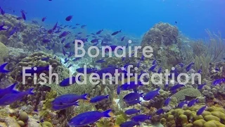 Bonaire Fish Identification