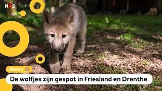 Voor het eerst wolvenwelpjes gezien buiten de Veluwe